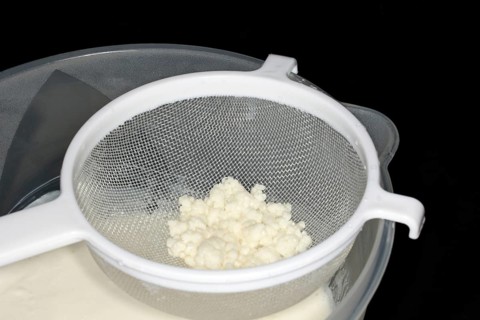 Kefir tubers lie in a plastic sieve after the kefir has been sieved