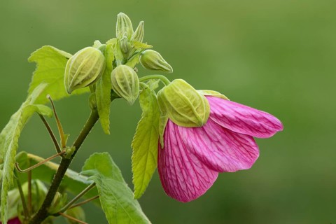 Bell mallow Abutilon Abutilon x hybridum Flower Bloom Ellerstadt Germany Germany