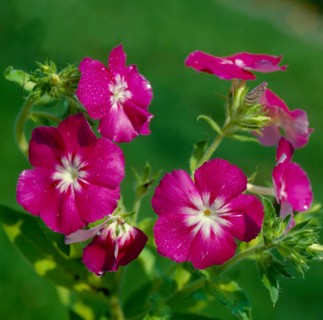 Summer phlox