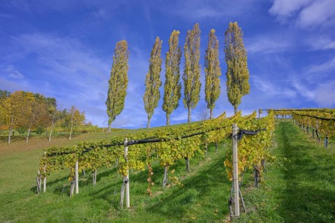 True lombardy popla