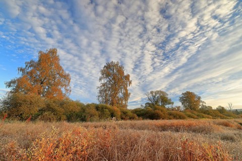 Birches