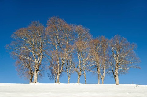 Windbeech