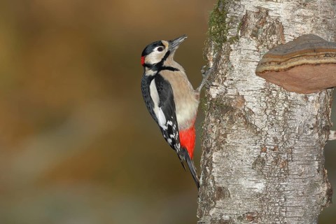Great spotted woodpecker