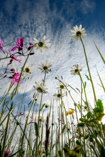 Wildflower