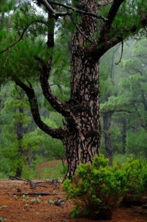 El Pinar pine forest