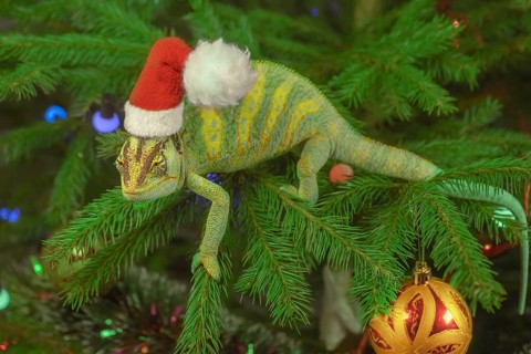 Veiled chameleon