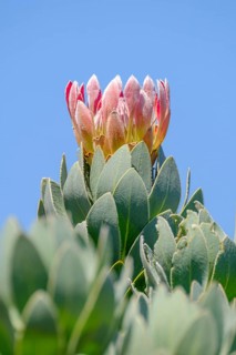Protea