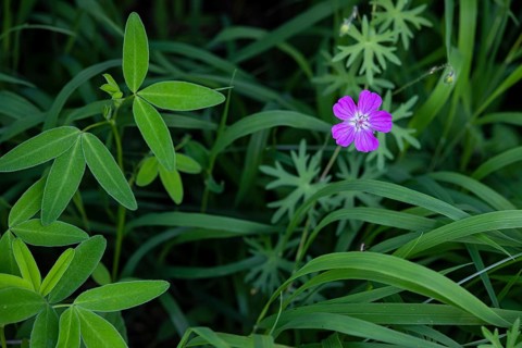 Marsh cranesbill