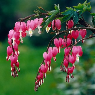 Watering heart