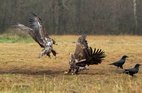 White-tailed eagle