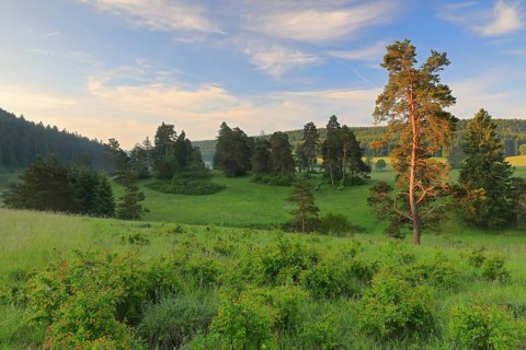 Pine spruce