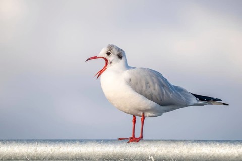 Black-headed gull in winter plumage crying with open beak. Perched on a barrier on the banks of the Rhine. France