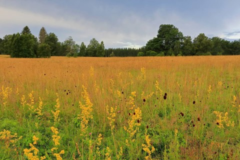 Great burnet