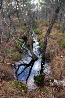 Drainage ditch in the bog