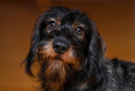 Wire-haired dachshund