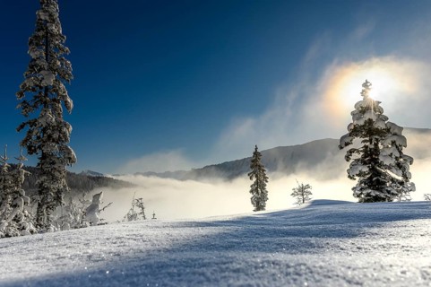 Backlit winter mountain forest