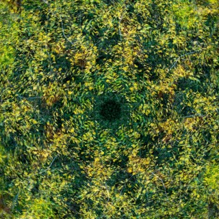 Autumn mosaic