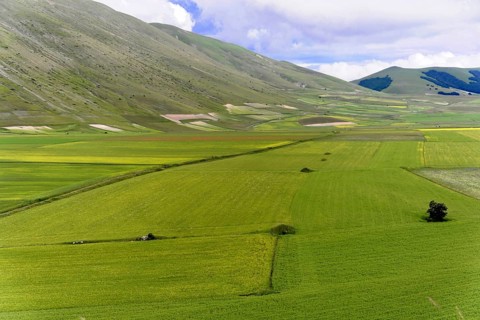 Meadows
