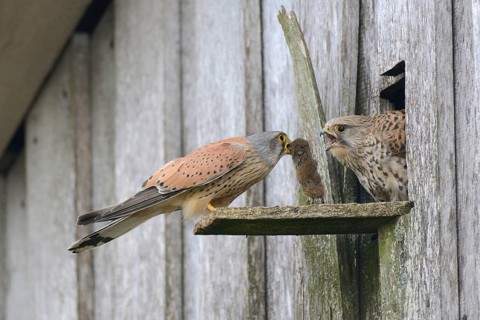 Common kestrels