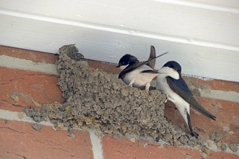Common house martins