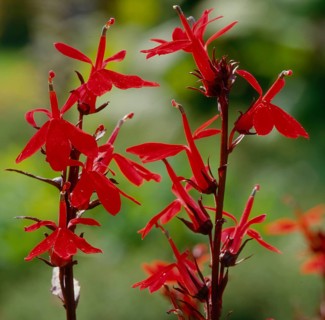 Cardinal lobelia