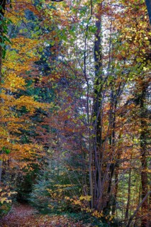 Autumn