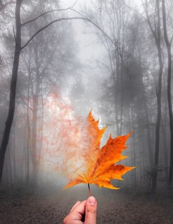 Fog in a deciduous forest