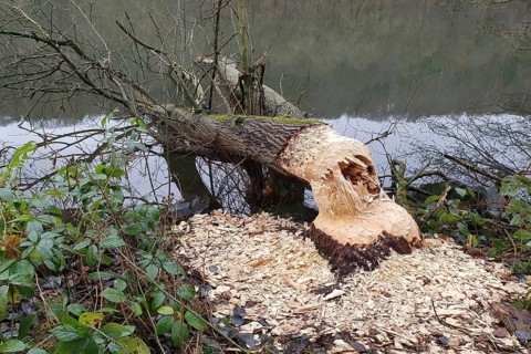 Tree felled by beaver