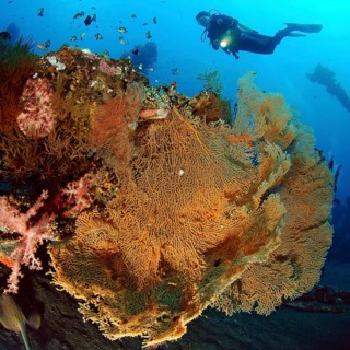 Diver looking at illuminated large giant sea fan