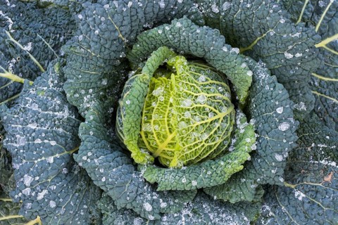 Savoy cabbage