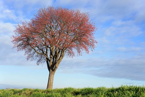 Deciduous tree