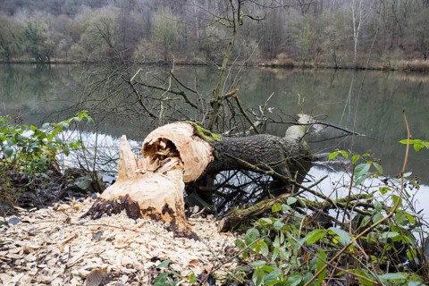 Tree felled by beaver
