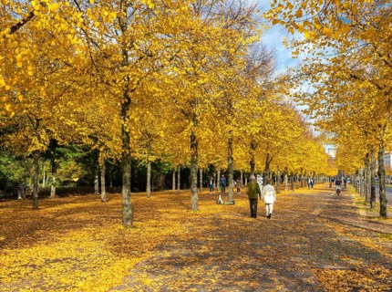 Strollers and autumnal impressions in a Berlin park