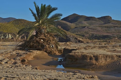 Palm tree wrapped with branches and plastic on river bank after flood