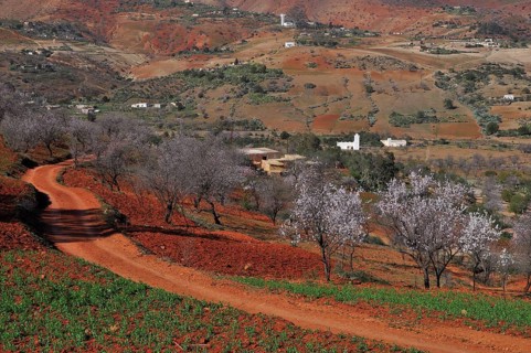 Almond blossom and red earth in the Rif Mountains of Northern Morocco