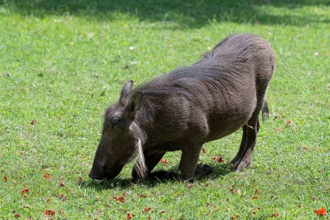 Common warthog
