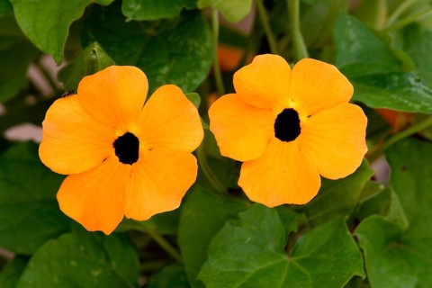 Black-Eyed black-eyed susan vine