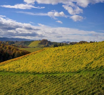Autumn vineyards