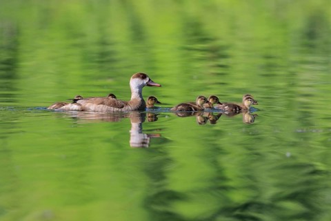 Red-crested pochard