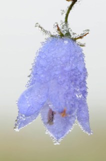 Harebell