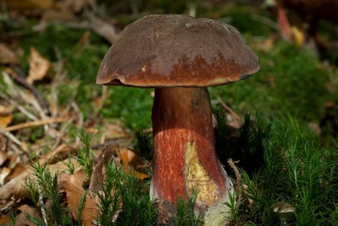 Dotted stem bolete