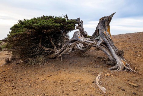 Juniper tree