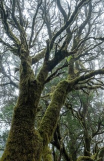 Moss-covered trees in laurel forest