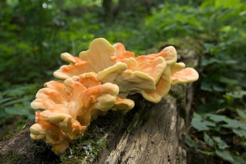 Sulphur polypore