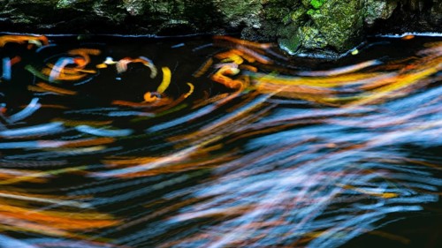 Leaves in the river Bode in the autumnal Harz