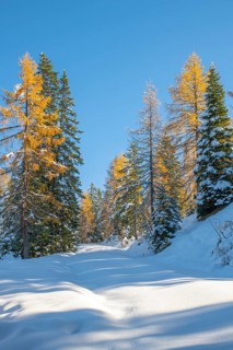 Forest path to Kotalm Mittelleger in snow in late autumn