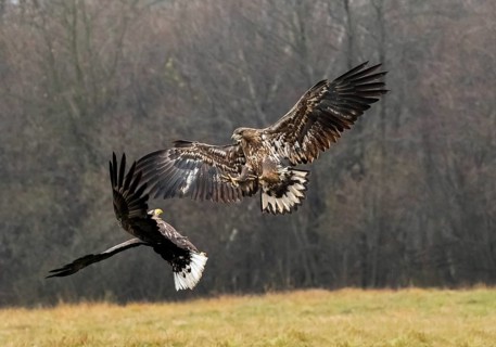 White-tailed eagle