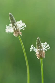 Ribwort plantain