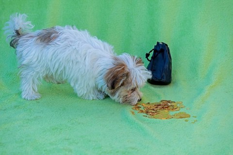 Bolonka Zwetna puppy sniffing gold coins
