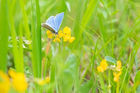 Adonis blue